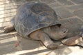 Giant Brown Big Galapgos Earth Tortoise Turtle