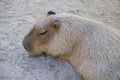 The giant brown capybara feathers are lying on the sand Royalty Free Stock Photo