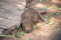 The giant brown capybara feathers are lying on the sand Royalty Free Stock Photo