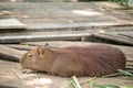The giant brown capybara feathers are lying on the sand Royalty Free Stock Photo