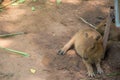 The giant brown capybara feathers are lying on the sand Royalty Free Stock Photo