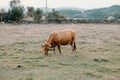 Giant brown cow eating grass in the middle of the farm Royalty Free Stock Photo