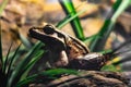 Giant brown frog with big eyes Royalty Free Stock Photo