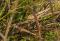 Giant brown Grasshopper vegetation camouflage Royalty Free Stock Photo