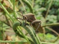 Giant brown pest bug above long beans
