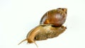 The giant brown snail of ahaatin straightens its horns