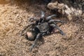 Giant brown spider in a terrarium close-up