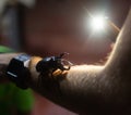 Giant Bug Atlas black Beetle on the mans hand night time Royalty Free Stock Photo