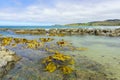 Giant bull kelp floating in shallows of rockpools on coast of Catlins area in Sout Island New Zealand Royalty Free Stock Photo