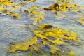 Giant bull kelp floating in shallows of rockpools on coast of Catlins area in Sout Island New Zealand Royalty Free Stock Photo