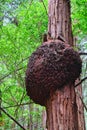 Giant Burl on Redwood Tree