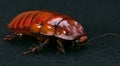 The Giant burrowing cockroach