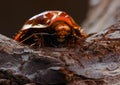 The Giant burrowing cockroach