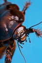 Giant burrowing cockroach