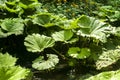 Giant butterbur leaves