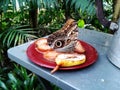 Giant butterfly eating poached fruits