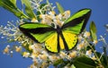 Butterfly Goliath birdwing on blossoming Alexandria laurel