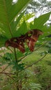 Giant butterfly under the leaves