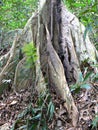 Giant buttress roots