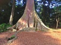 Giant buttress roots