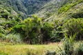 Giant cabbage trees in a steep valley, New Zealand