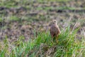 Giant Cabloco or Savanna Hawk Heterospizias meridionalis