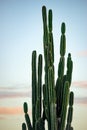 Giant Cactus Against Sunset Sky Outdoors Trinidad And Tobago Nobody Nature