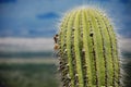 Close up of a Giant Cactus / Cardon Royalty Free Stock Photo
