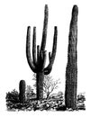 Giant Cactus cereus giganteus. vintage illustration