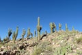 Giant cactus growing on a hill