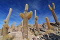 Giant cactus on the Isla del Pescado Fish Island on Salar de Uyuni, Potosi Bolivia Royalty Free Stock Photo