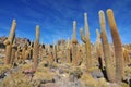 Giant cactus on the Isla del Pescado Fish Island on Salar de Uyuni, Potosi Bolivia Royalty Free Stock Photo