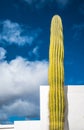 Giant cactus over blue sky, Lanzarote, Canary Islands, Spain