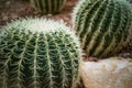 Giant Cactus in Plant Nursery Northern Thailand Royalty Free Stock Photo