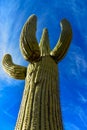 Giant cactus Saguaro cactus Carnegiea gigantea against the blue sky and clouds, Arizona USA Royalty Free Stock Photo