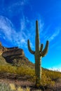 Giant cactus Saguaro cactus Carnegiea gigantea against the blue sky and clouds, Arizona USA Royalty Free Stock Photo