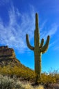 Giant cactus Saguaro cactus Carnegiea gigantea against the blue sky and clouds, Arizona USA Royalty Free Stock Photo