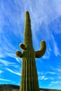 Giant cactus Saguaro cactus Carnegiea gigantea against the blue sky and clouds, Arizona USA Royalty Free Stock Photo