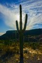 Giant cactus Saguaro cactus Carnegiea gigantea against the blue sky and clouds, Arizona USA Royalty Free Stock Photo