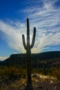 Giant cactus Saguaro cactus Carnegiea gigantea against the blue sky and clouds, Arizona USA Royalty Free Stock Photo