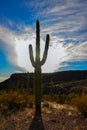 Giant cactus Saguaro cactus Carnegiea gigantea against the blue sky and clouds, Arizona USA Royalty Free Stock Photo