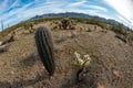 Giant cactus Saguaro cactus - Carnegiea gigantea, Landscape of a stone desert, photo of a Fish Eye lens Royalty Free Stock Photo
