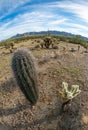 Giant cactus Saguaro cactus - Carnegiea gigantea, Landscape of a stone desert, photo of a Fish Eye lens Royalty Free Stock Photo