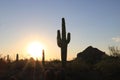 Giant cactus, the symbol of Arizona at sunset in Saguaro National Park Royalty Free Stock Photo