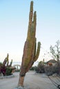 Giant cactus tree in the middle of the resort village, El Sargento, BCS, Mexico Royalty Free Stock Photo