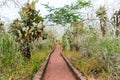 Giant cactus trees along the road, Santa Cruz Island-Port Ayora, Galapagos Island
