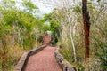 Giant cactus trees along the road, Santa Cruz Island-Port Ayora, Galapagos Island