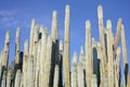 Giant cactus Royalty Free Stock Photo
