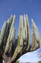 Giant cactus Royalty Free Stock Photo