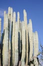 Giant cactus Royalty Free Stock Photo